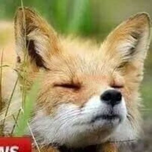 Meet your Posher, Jayson